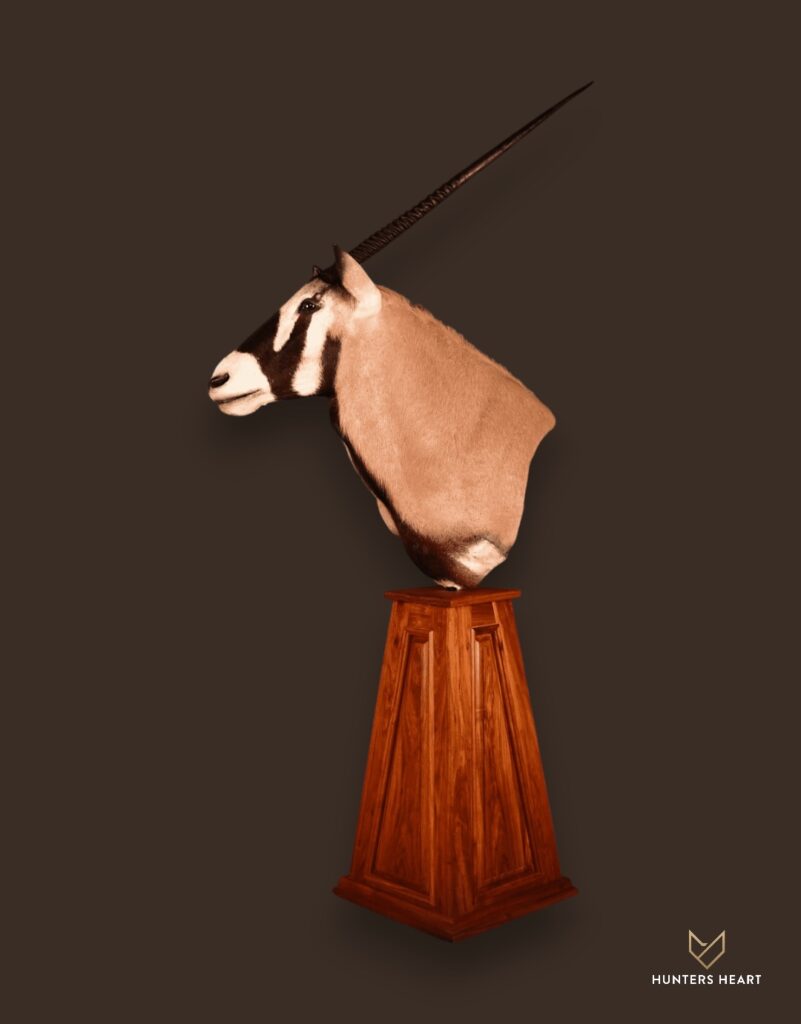 ALT TEXT|Gemsbuck Floor Pedestal Mount Taxidermy - Signature Series