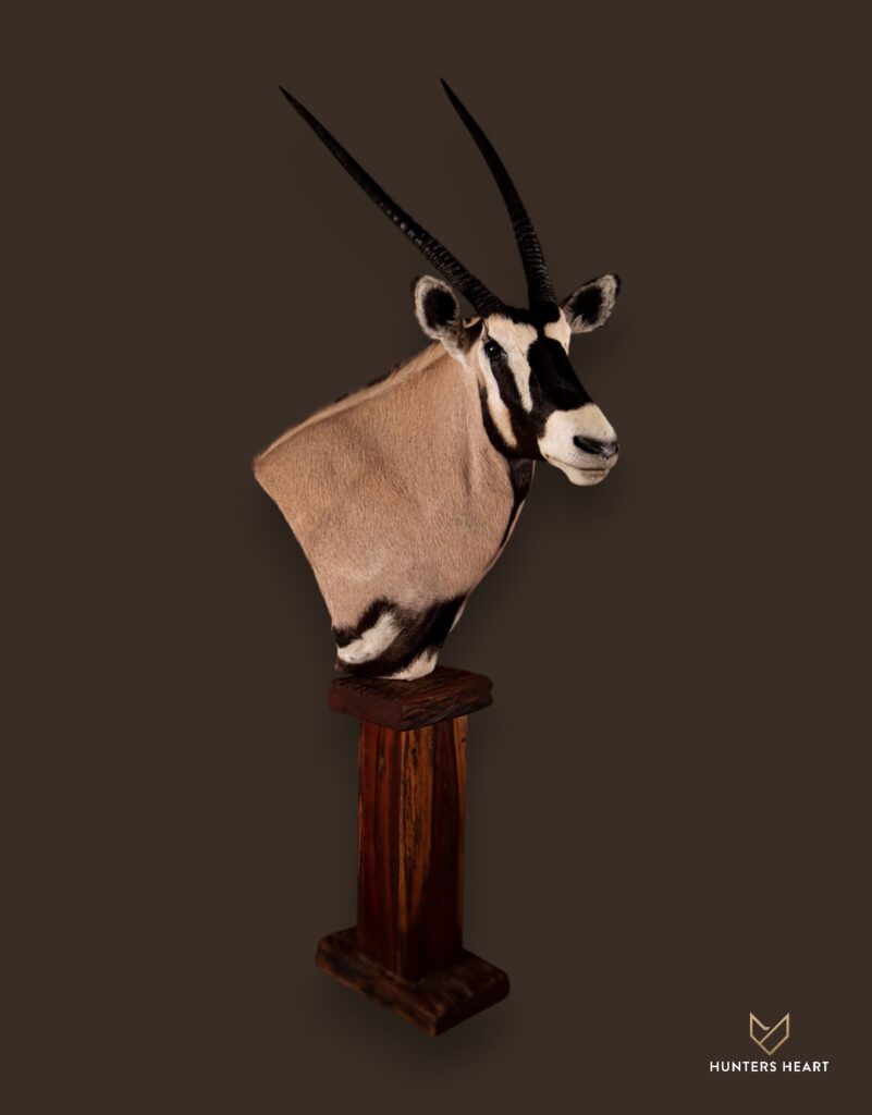 ALT TEXT|Gemsbuck Floor Pedestal Mount Taxidermy - Exclusive Mount