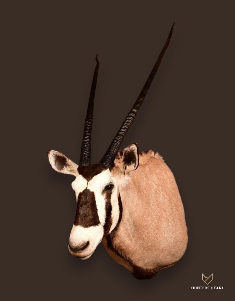 ALT TEXT|Gemsbuck Wall Mount Taxidermy - Heritage Quality