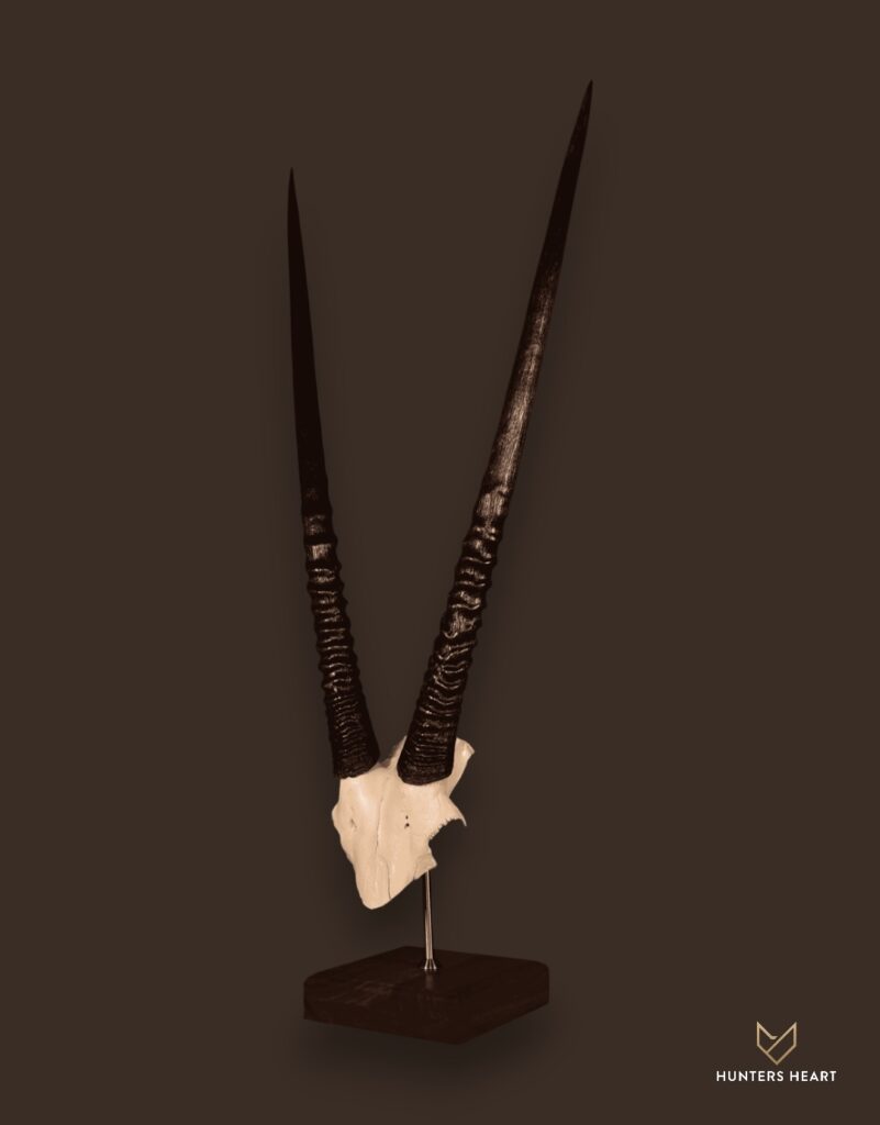 ALT TEXT|Gemsbuck Tabletop Mount Taxidermy - Masterpiece Collection