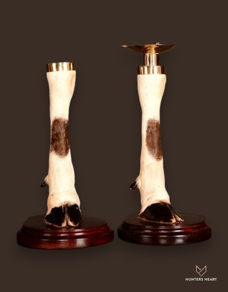 ALT TEXT|Gemsbuck Curios Taxidermy - Premium Edition