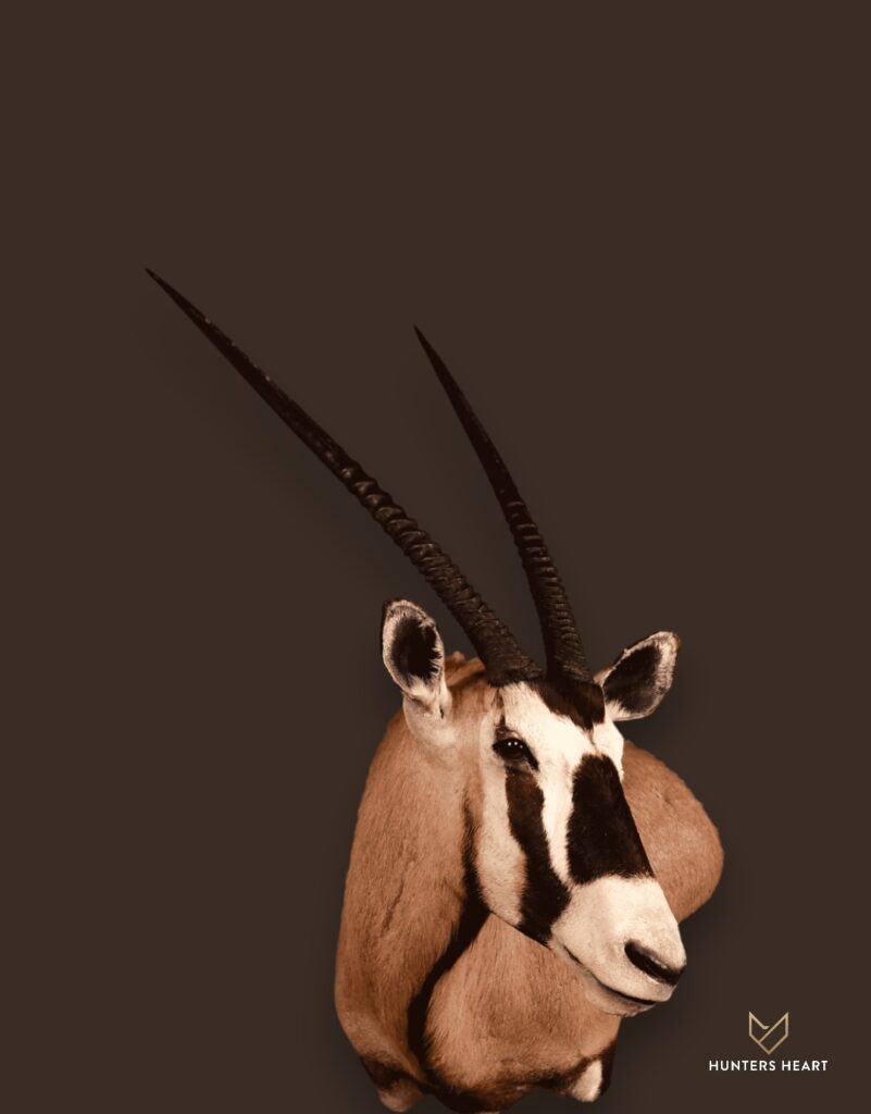 Gemsbuck Wall Mount Taxidermy - Prestige Line