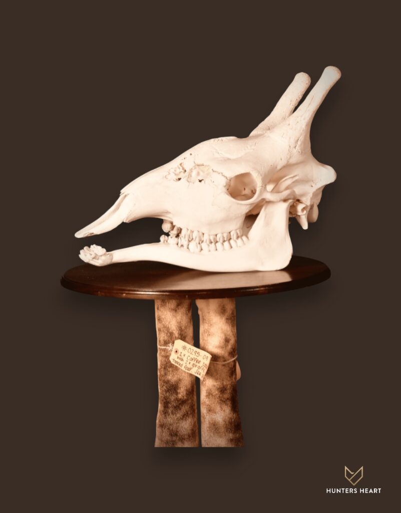 Giraffe Bleached skull Taxidermy - Custom Craftsmanship