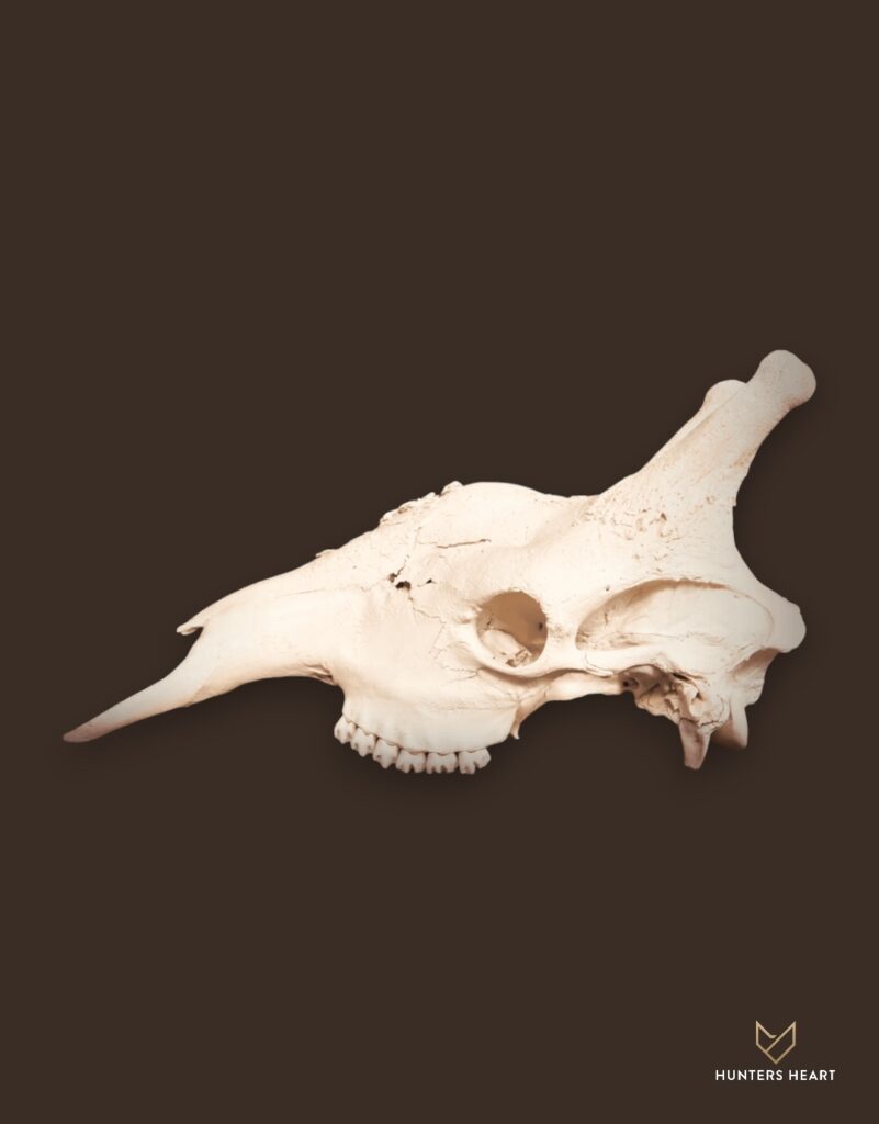 ALT TEXT|Giraffe Bleached skull Taxidermy - Elite Selection