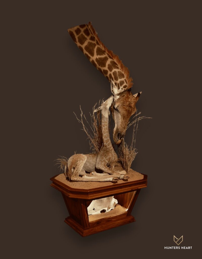 ALT TEXT|Giraffe Floor Pedestal Mount Taxidermy - Exclusive Mount
