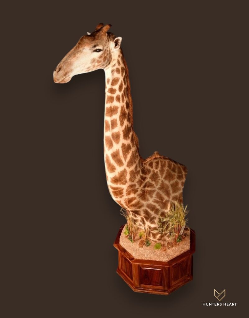 ALT TEXT|Giraffe Floor Pedestal Mount Taxidermy - Prestige Line