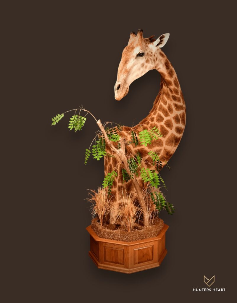ALT TEXT|Giraffe Floor Pedestal Mount Taxidermy - Masterpiece Collection