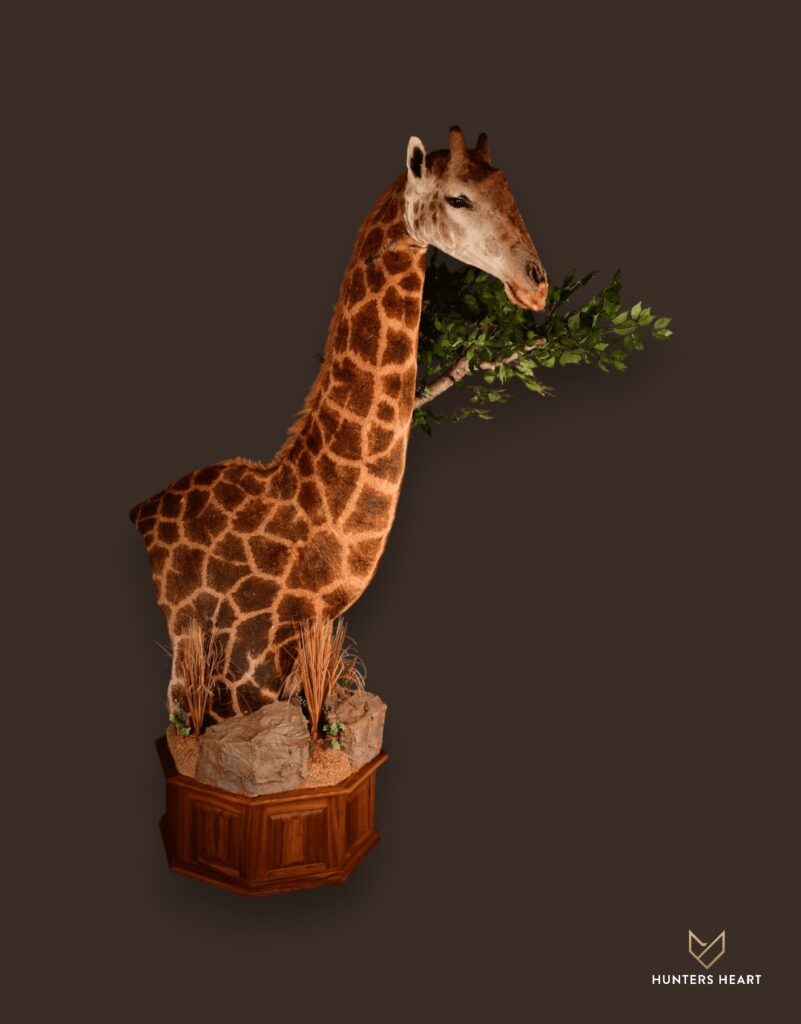 ALT TEXT|Giraffe Floor Pedestal Mount Taxidermy - Heritage Quality
