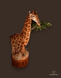 ALT TEXT|Giraffe Floor Pedestal Mount Taxidermy - Classic Display