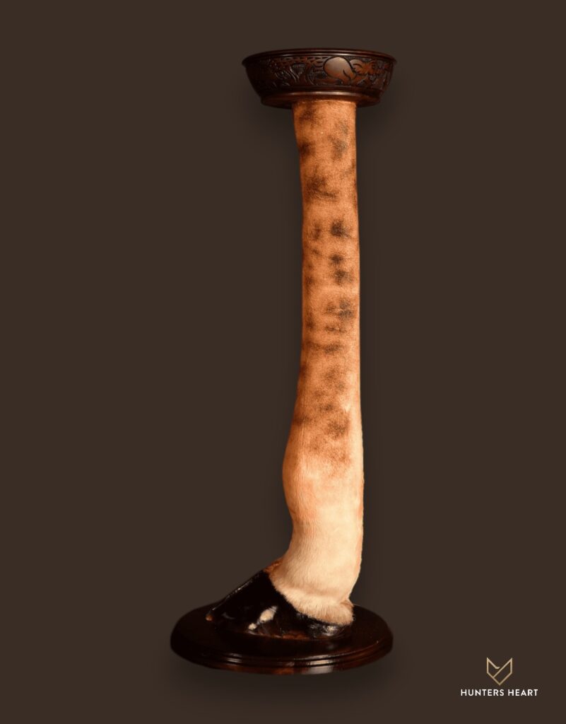 ALT TEXT|Giraffe Curios Taxidermy - Premium Edition