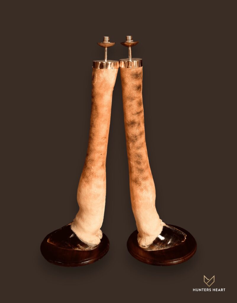 ALT TEXT|Giraffe Curios Taxidermy - Artisan Design
