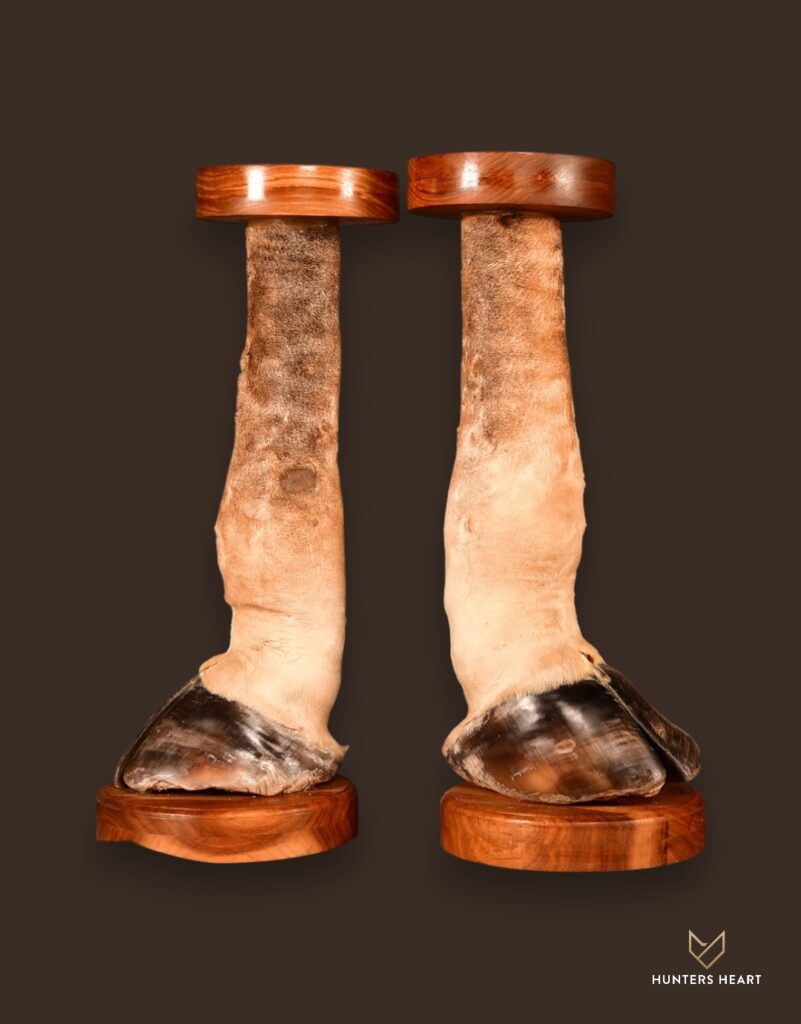 ALT TEXT|Giraffe Curios Taxidermy - Masterpiece Collection