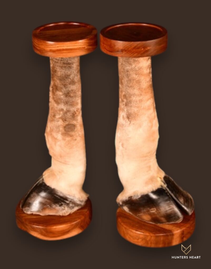 ALT TEXT|Giraffe Curios Taxidermy - Prestige Line