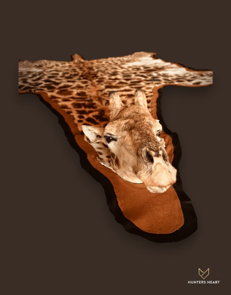 ALT TEXT|Giraffe Neck Mount Taxidermy - Premium Edition