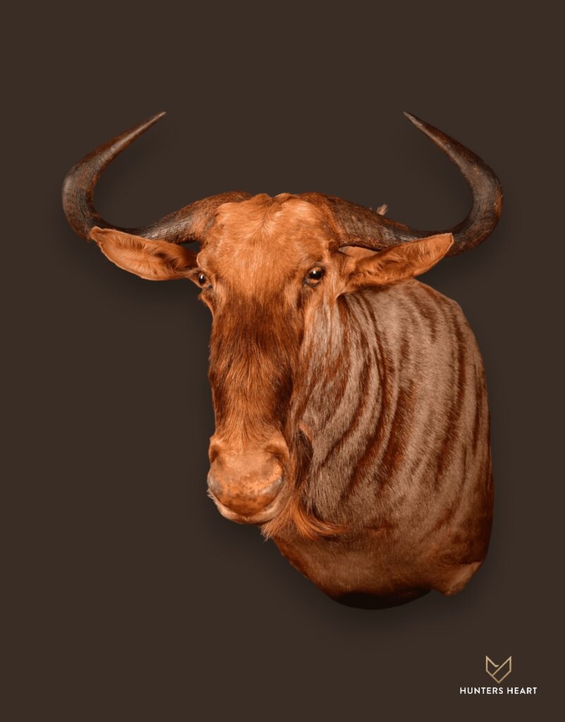 ALT TEXT|Golden Wildebeest Wall Mount Taxidermy - Premium Edition