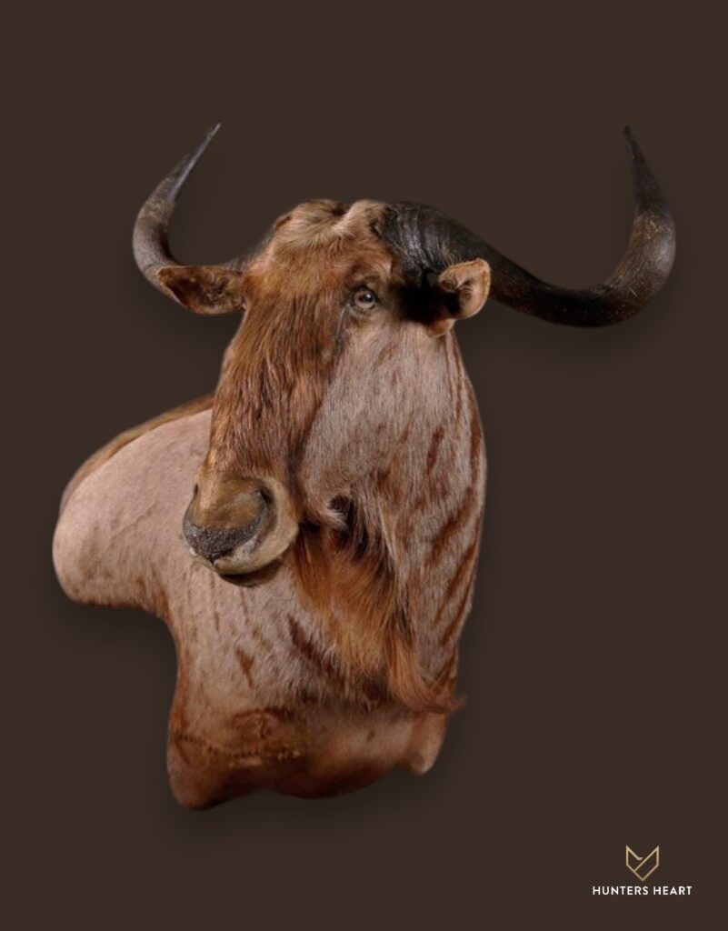 ALT TEXT|Golden Wildebeest Wall Mount Taxidermy - Exclusive Mount
