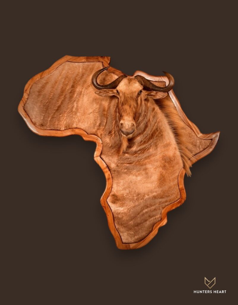 ALT TEXT|Golden Wildebeest 3D Wall Mount Taxidermy - Signature Series