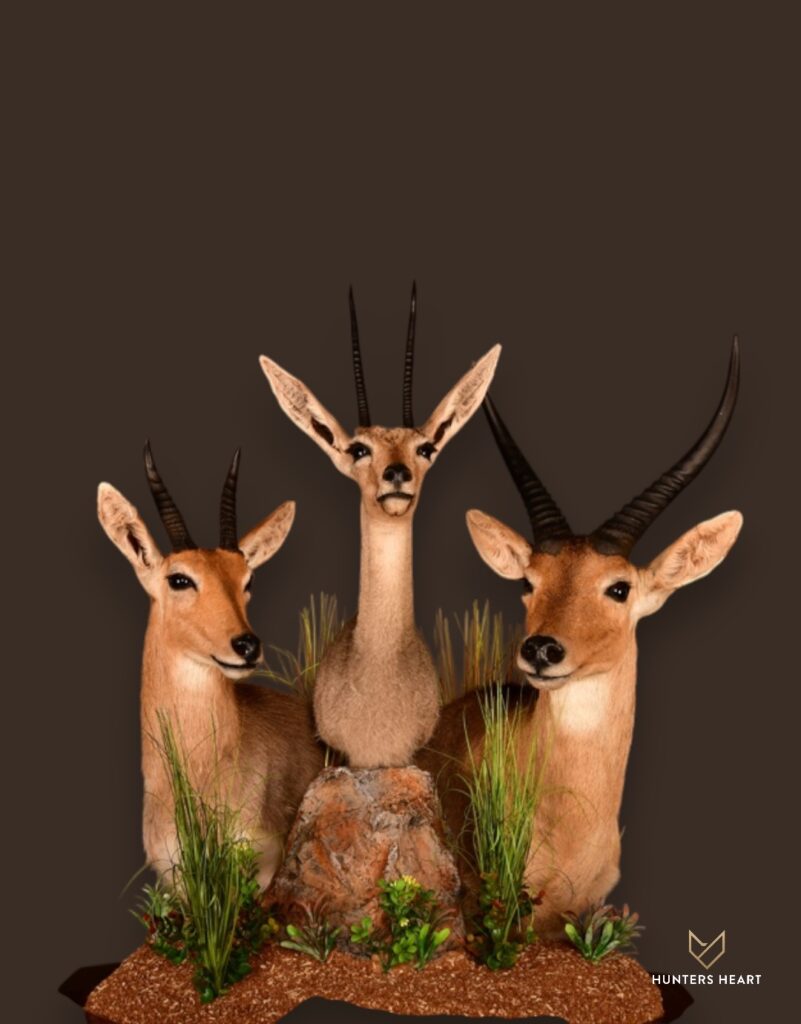 ALT TEXT|Gazelle Combination Mount Taxidermy - Premium Edition