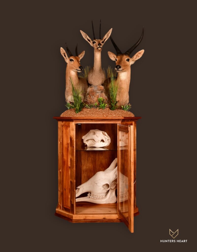 ALT TEXT|Gazelle Combination Mount Taxidermy - Exclusive Mount