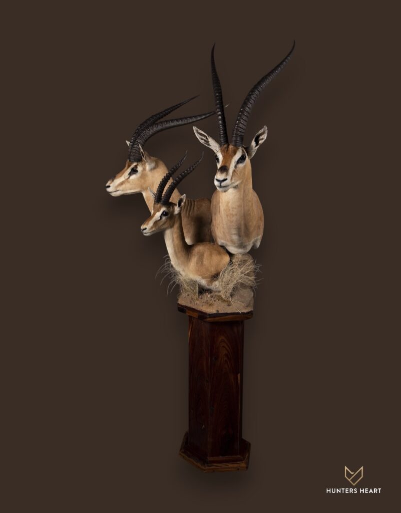 ALT TEXT|Grant & Thomson Gazelle Floor Pedestal Mount Taxidermy - Premium Edition