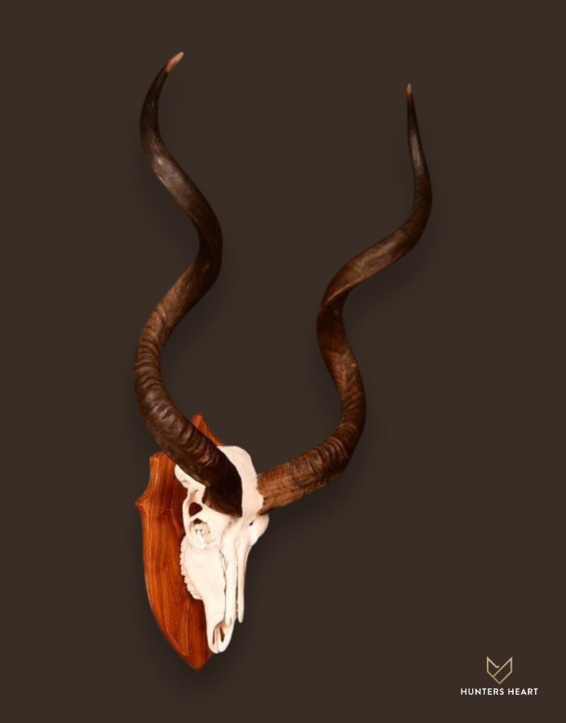 ALT TEXT|Greater Kudu European Mount Taxidermy - Heritage Quality