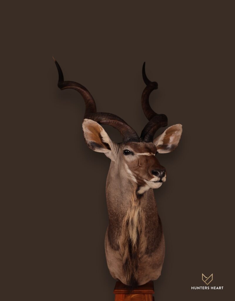 ALT TEXT|Greater Kudu Floor Pedestal Mount Taxidermy - Exclusive Mount
