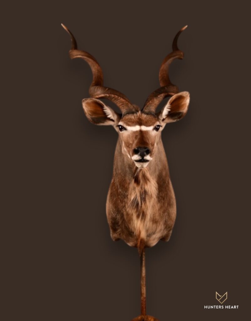 ALT TEXT|Greater Kudu Shoulder Mount Taxidermy - Prestige Line