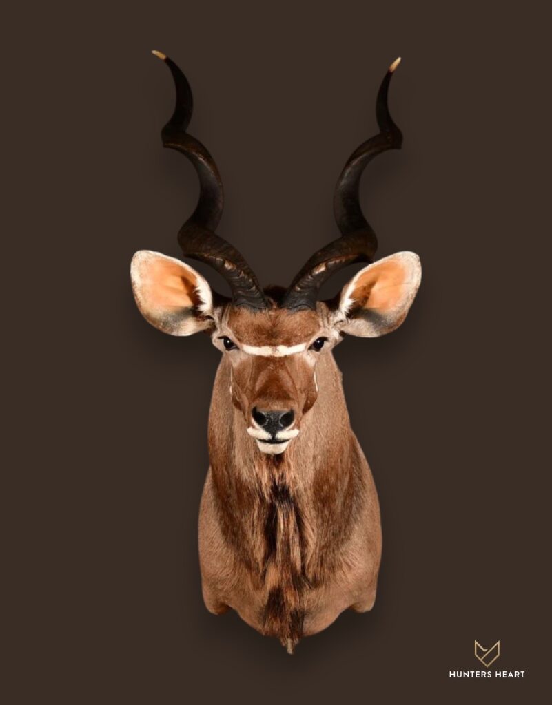 ALT TEXT|Greater Kudu Shoulder Mount Taxidermy - Exclusive Mount