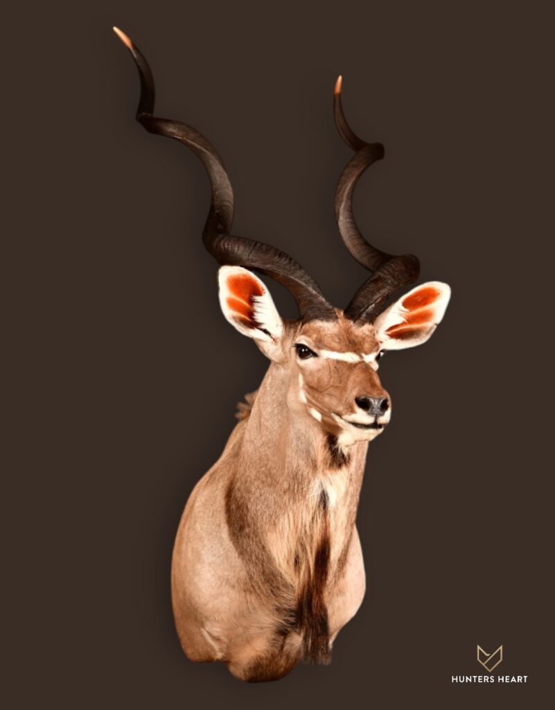 ALT TEXT|Greater Kudu Shoulder Mount Taxidermy - Elite Selection