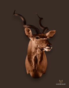 ALT TEXT|Greater Kudu Shoulder Mount Taxidermy - Premium Edition
