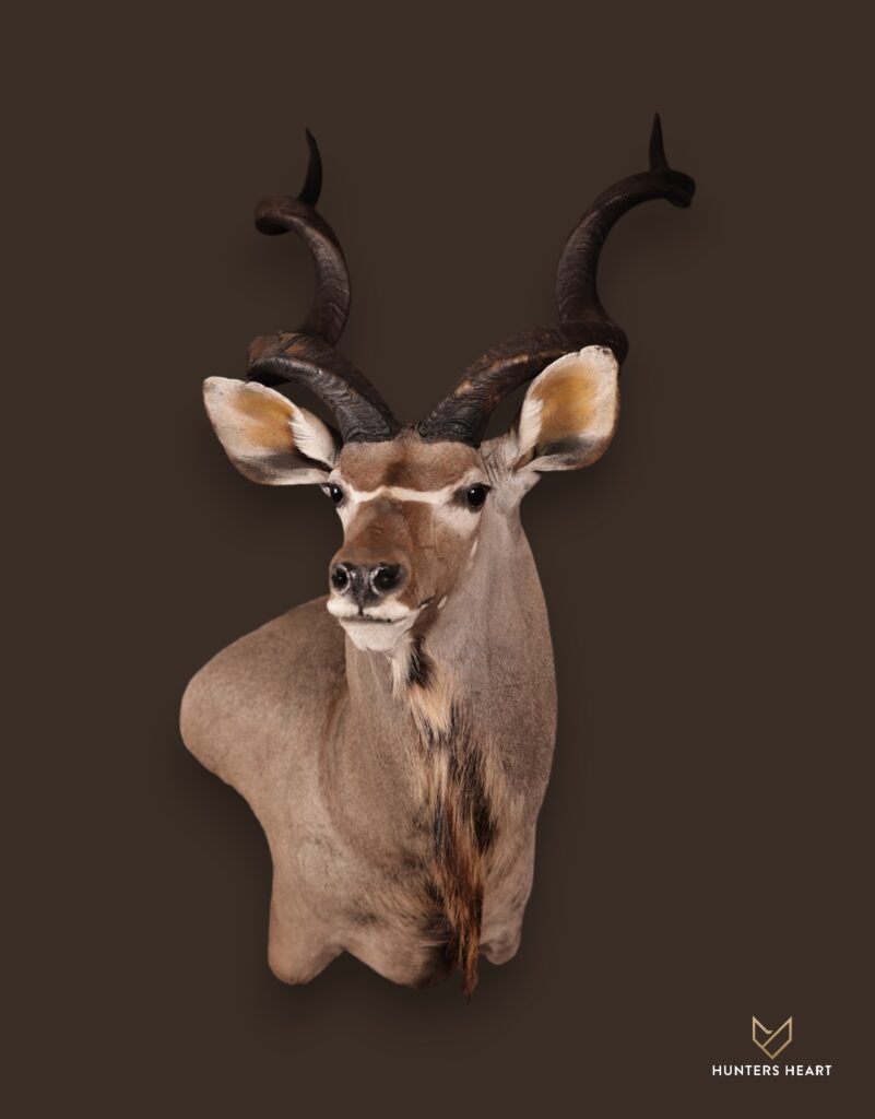 ALT TEXT|Greater Kudu Shoulder Mount Taxidermy - Masterpiece Collection