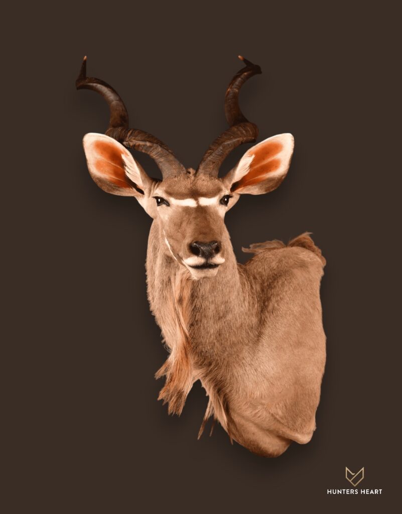 ALT TEXT|Greater Kudu Shoulder Mount Taxidermy - Signature Series