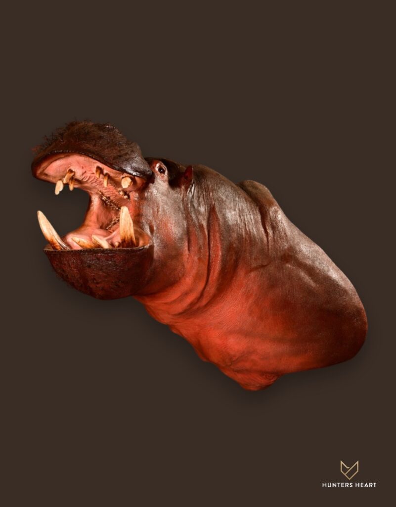 ALT TEXT|Hippo Life-Size mount Taxidermy - Premium Edition