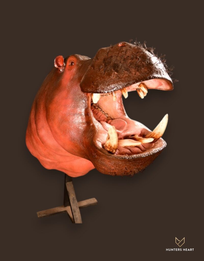 ALT TEXT|Hippo Life-Size mount Taxidermy - Signature Series