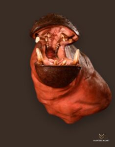 Hippo Life-Size mount Taxidermy - Heritage Quality