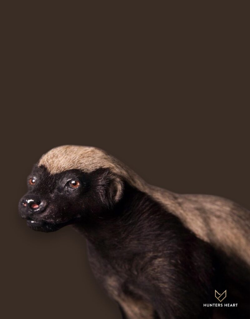 ALT TEXT|Honey Badger Life-Size mount Taxidermy - Premium Edition