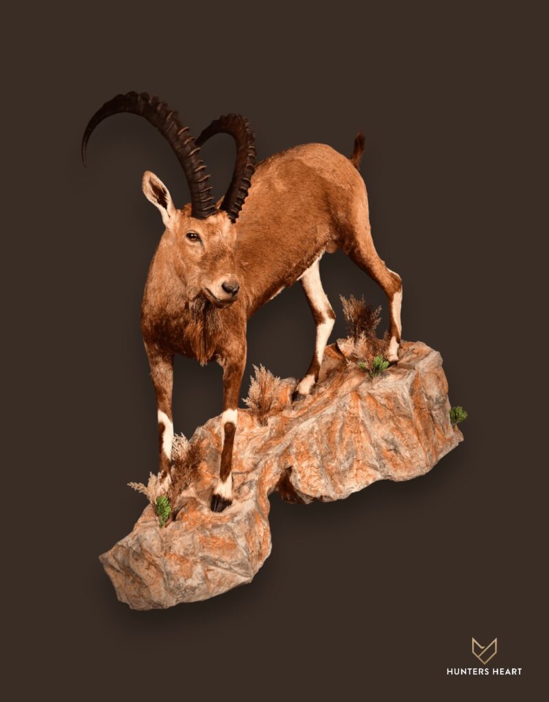 ALT TEXT|Ibex Life-Size mount Taxidermy - Premium Edition