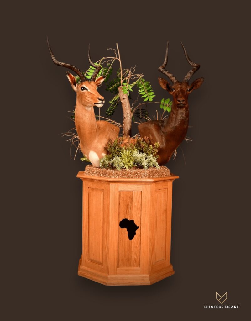 ALT TEXT|Impala Floor Pedestal Mount Taxidermy - Exclusive Mount