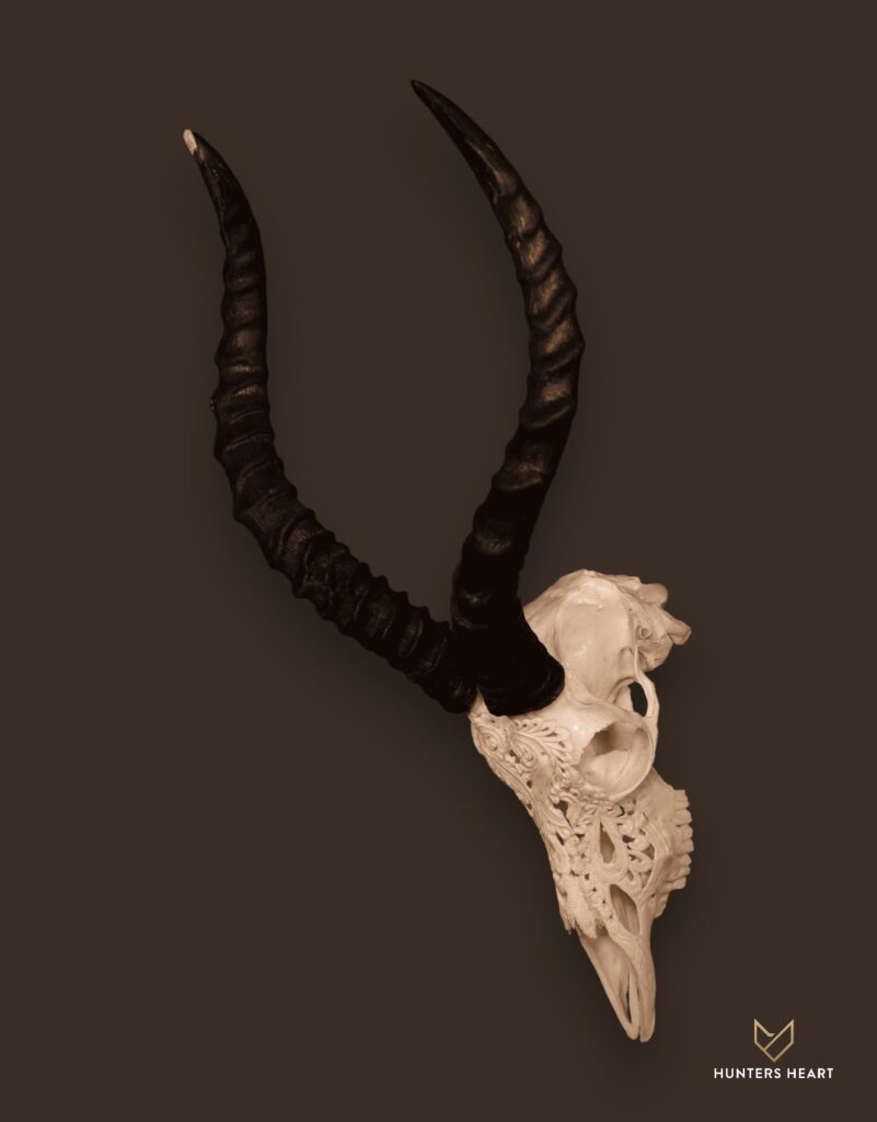ALT TEXT|Impala Engraved Skull Taxidermy - Classic Display