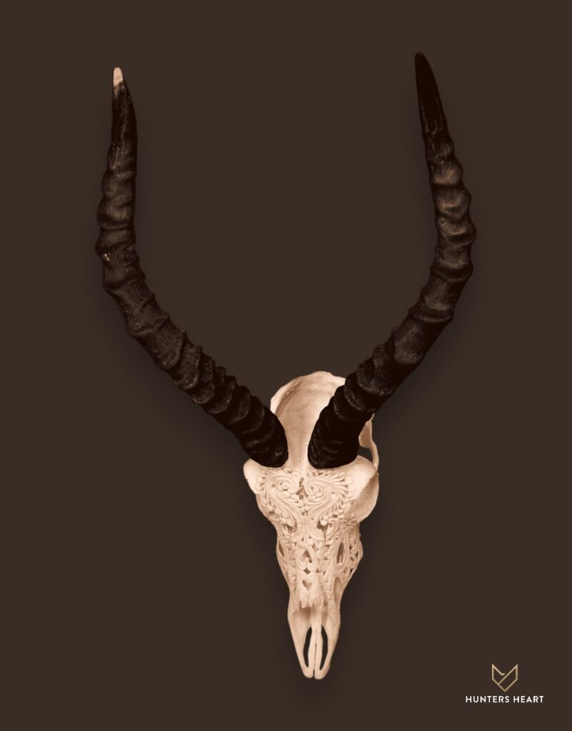 ALT TEXT|Impala Engraved Skull Taxidermy - Prestige Line
