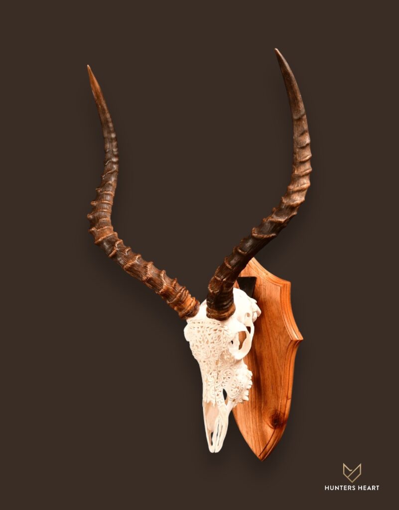 ALT TEXT|Impala European Mount Taxidermy - Masterpiece Collection