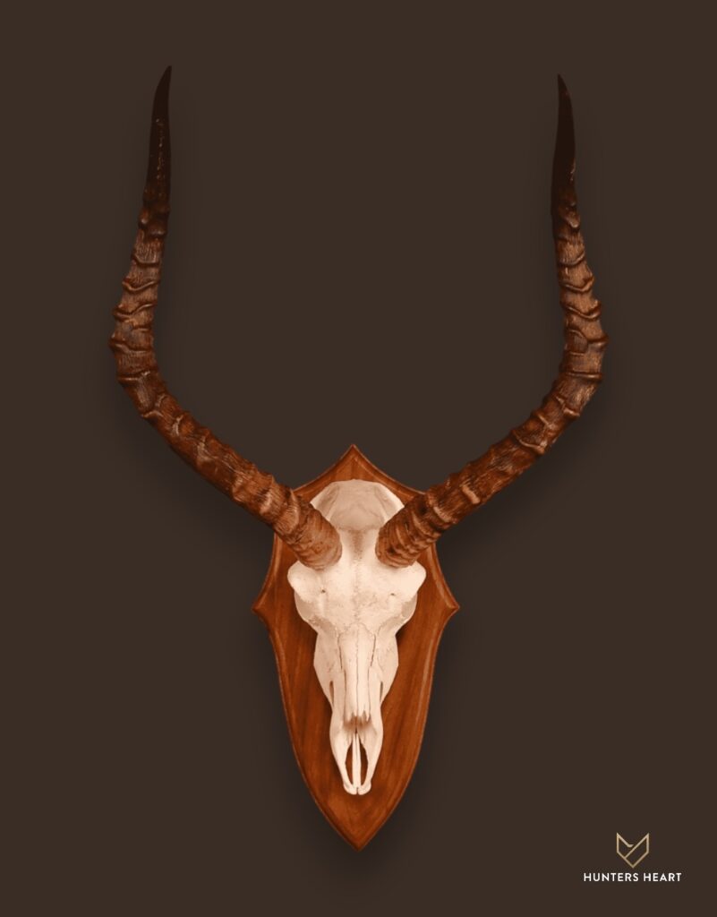 ALT TEXT|Impala European Mount Taxidermy - Heritage Quality
