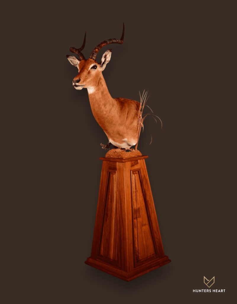 ALT TEXT|Impala Floor Pedestal Mount Taxidermy - Signature Series