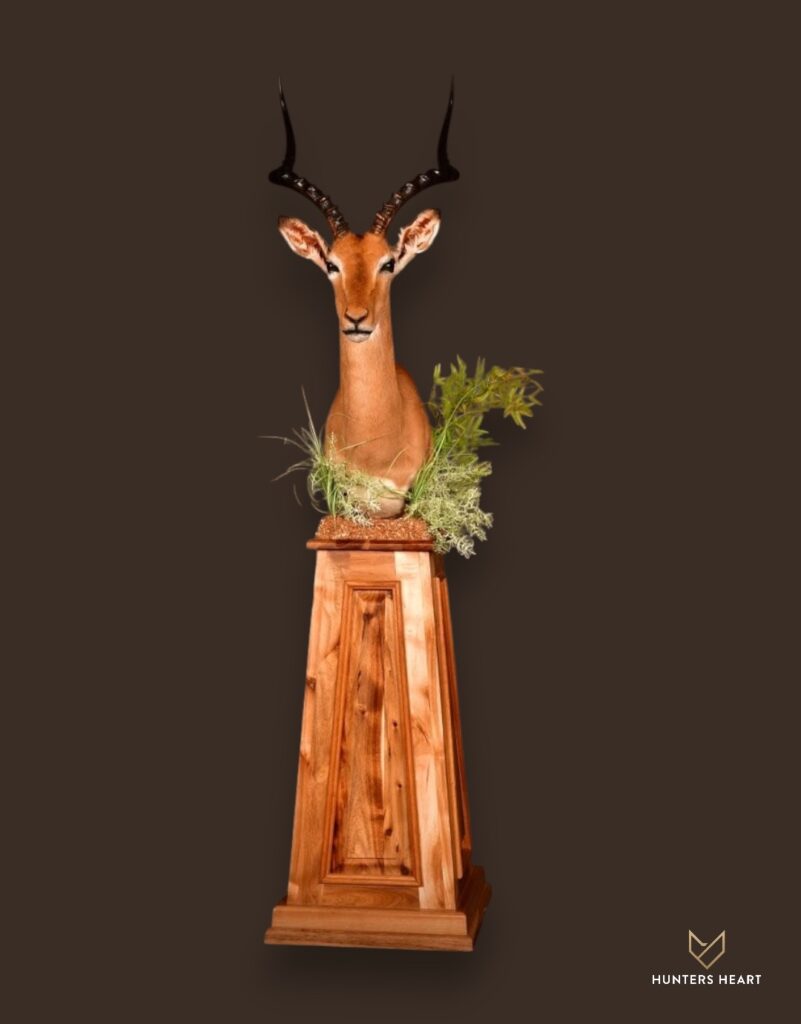 ALT TEXT|Impala Floor Pedestal Mount Taxidermy - Masterpiece Collection