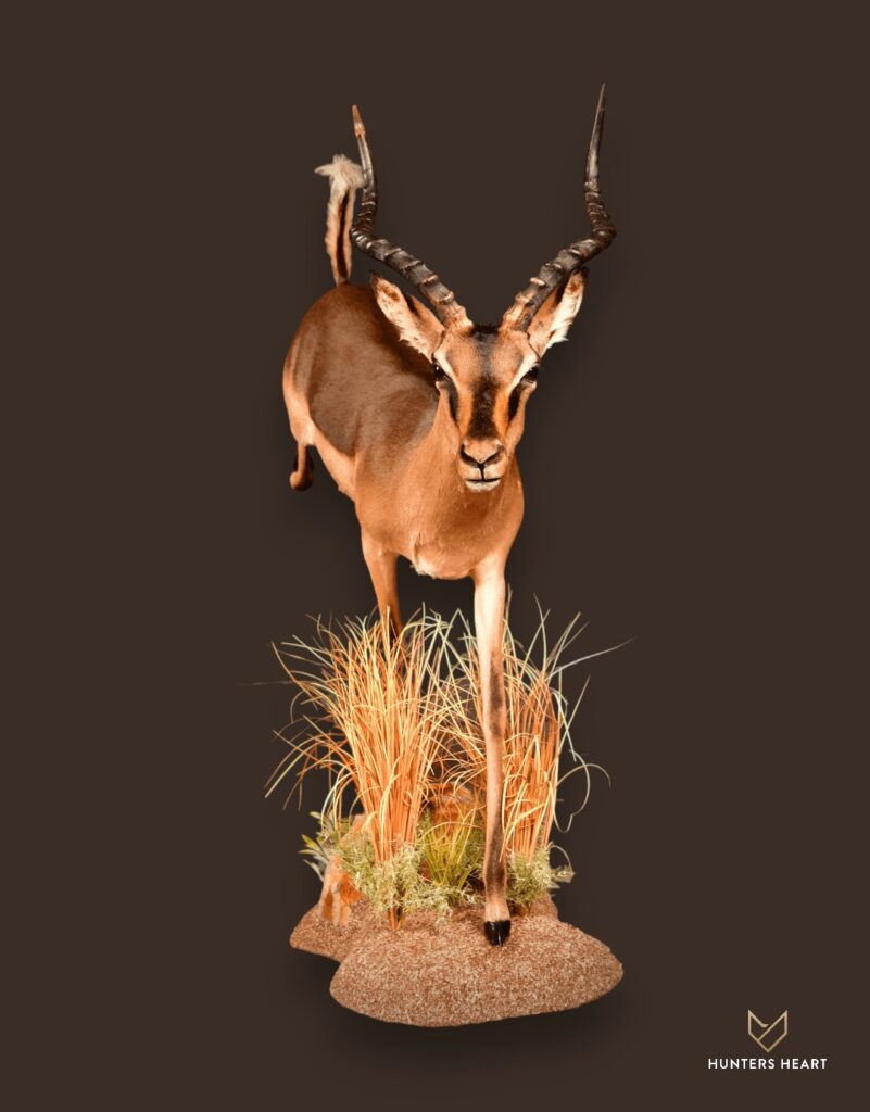 ALT TEXT|Impala Life-Size mount Taxidermy - Prestige Line