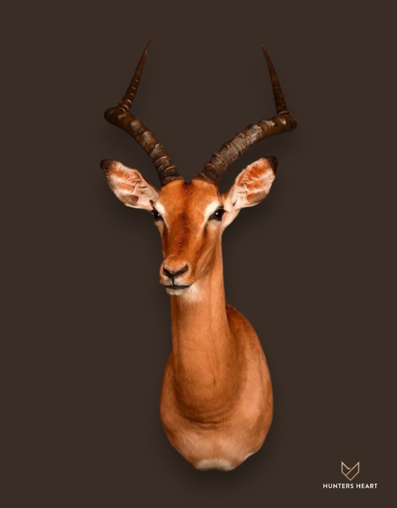 ALT TEXT|Impala Wall Mount Taxidermy - Artisan Design