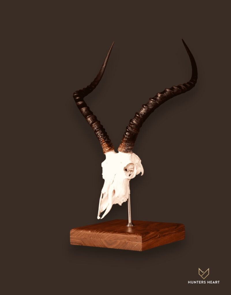 Impala Tabletop Mount Taxidermy - Custom Craftsmanship