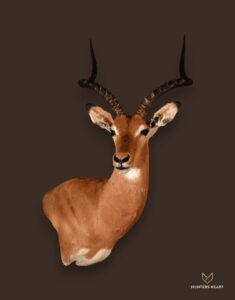 Impala Wall Mount Taxidermy - Premium Edition