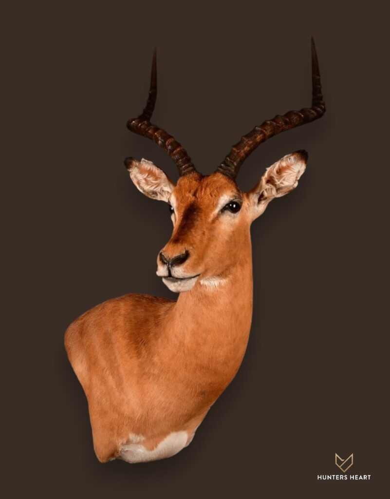 ALT TEXT|Impala Wall Mount Taxidermy - Exclusive Mount