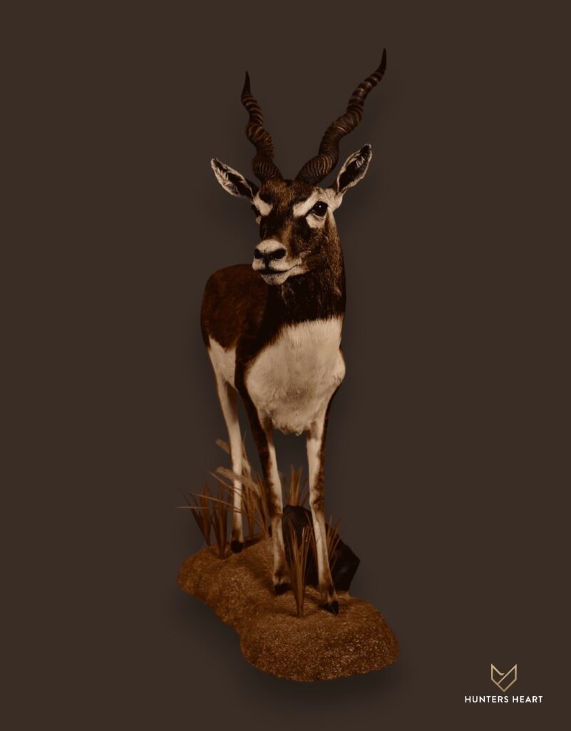 ALT TEXT|Indian Blackbuck Life-Size mount Taxidermy - Premium Edition
